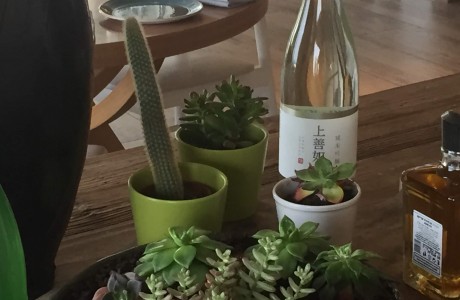צמחים למרכז שולחן